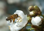 bianco irresistibile