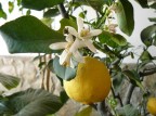 macro-limone macro-limone