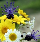 Fiori di campo Fiori di campo