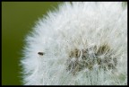 Taraxacum Taraxacum