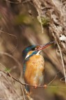 Fisher King Fisher King