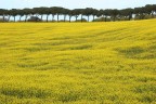 Colline gialle