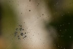 Spider Drops (...vi saluto per 15 giorni) Spider Drops (...vi saluto per 15 giorni)