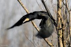 Renzo-Cormorano