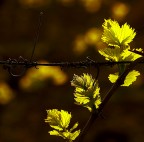 Primavera in Valtenesi Primavera in Valtenesi