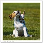 Lapo & Friend Lapo & Friend