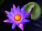 Il Loto  un fiore che cresce nel fango. Pi  denso e profondo il fango, pi  bella la fioritura del Loto.