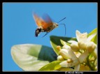 impollinazione impollinazione