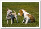Lapo & Friend Lapo & Friend