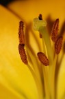 yellow flower2