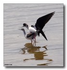 Violazione della PRIVACE....Cavaliere d'Italia alle saline d Violazione della PRIVACE....Cavaliere d'Italia alle saline d