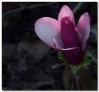 Magnolia Controluce