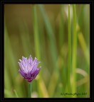 Viola nel verde Viola nel verde