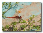 red dragonfly 5 red dragonfly 5