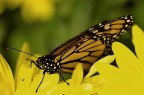 Danaus plexippus Danaus plexippus