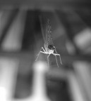 walking on the glass walking on the glass