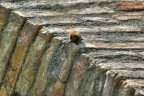 Pipistrello nottambulo Pipistrello nottambulo