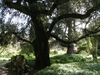 Albero - Ninfa - Latina Albero - Ninfa - Latina