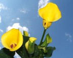 calla calla