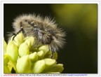 Tropinota hirta Tropinota hirta