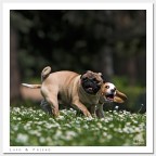 Lapo & Friend Lapo & Friend