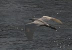 bubulcus bubulcus