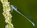 Libellula Libellula