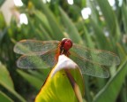 Libellula Rossa Libellula Rossa