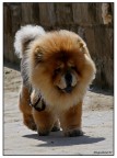 Cagnolone pelouche... Cagnolone pelouche...