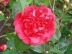 camelia camelia