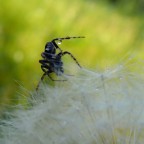 il giocoliere il giocoliere