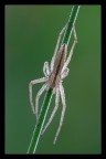 Spider and light. Spider and light.