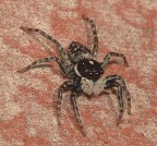 ragnetto con la barba ragnetto con la barba