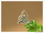 Piccola farfalla Piccola farfalla
