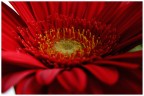 Rosso gerbera Rosso gerbera