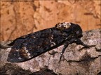 Acherontia atropos - Un'esperienza interessante Acherontia atropos - Un'esperienza interessante