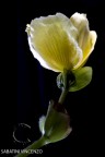 fiore 2 fiore 2