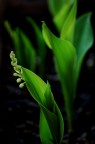 Convallaria majalis Convallaria majalis