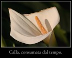 Calla, consumata dal tempo Calla, consumata dal tempo