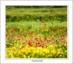 papaveri01 papaveri01