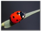 ladybird ladybird