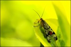 Shock giallo Shock giallo