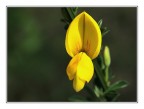 Sinfonia in giallo