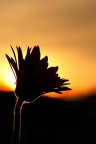 fiore controluce fiore controluce