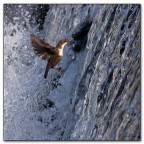 Tuffo con alto indice di difficoltà. Tuffo con alto indice di difficoltà.