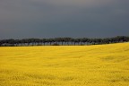 Dal G.R.A. di Roma

Campo Giallo prima del temporale