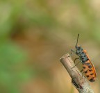 come il re leone!?! come il re leone!?!