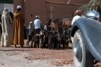 Traffic Jam: men, animals and car in queue Traffic Jam: men, animals and car in queue