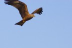 Nibbio bruno Nibbio bruno