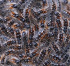 Nido di processionaria Nido di processionaria